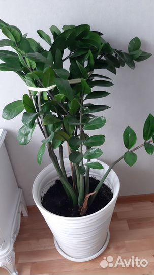 Комнатные цветы Замиакулькас