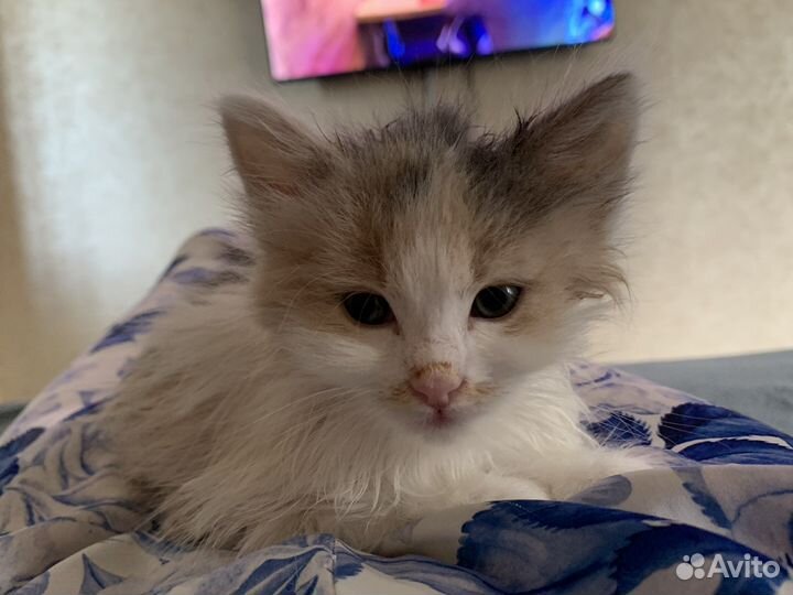 Отдам котенка в добрые руки