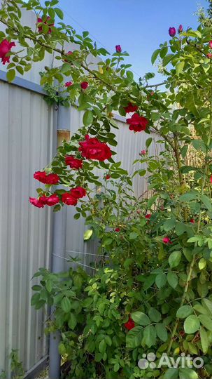 Кустовые розы саженцы