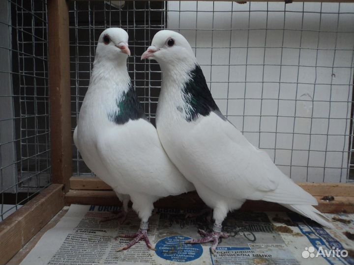 Пермские высоколетные гривуны