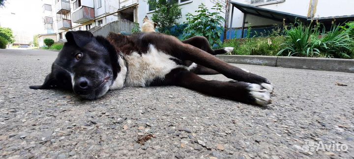 Молодая собака Дина в добрые руки