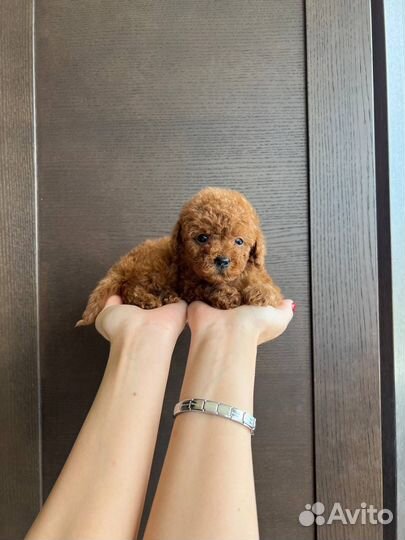 Той-пудель девочка