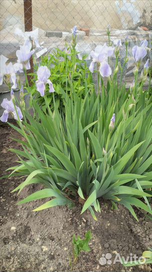 Ирисы бородатые,сортовые