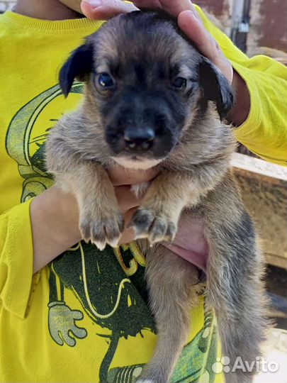 Собаки бесплатно в добрые руки щенки