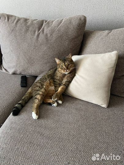 Отдам котика