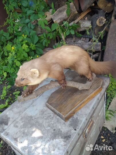 Чучело куницы