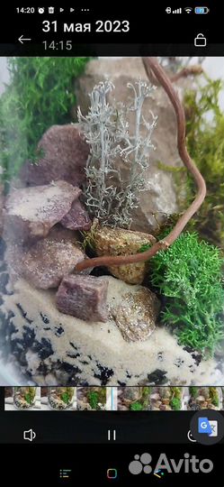 Моссариум. Флорариум с разными видами мха