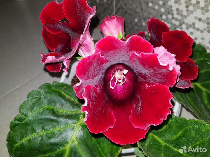 Глоксиния Импресс Ред-большие детки