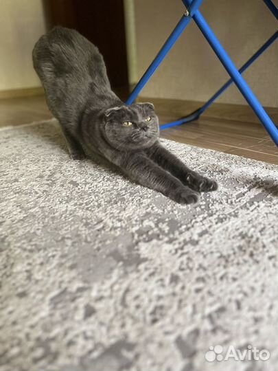 Кот в добрые руки