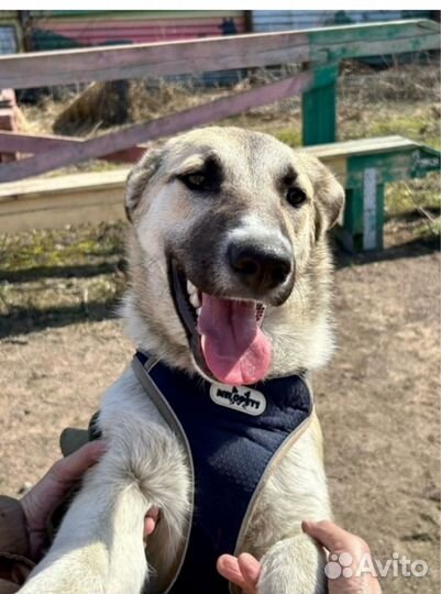 Щенок Паприка, ищет дом