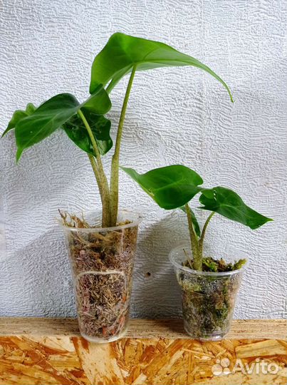 Алоказия Low Raider