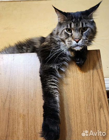 Кот ищет дом