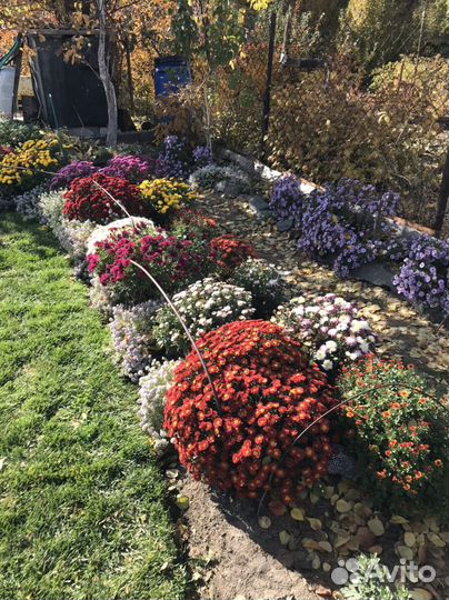 Хризантемы