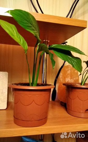 Спатифиллум