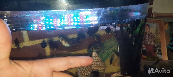 Рыбка Северум