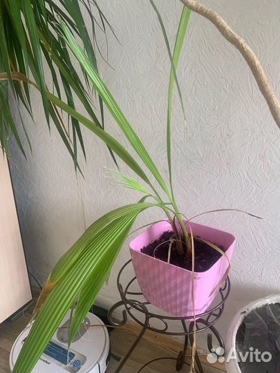 Цвеьы цены разные