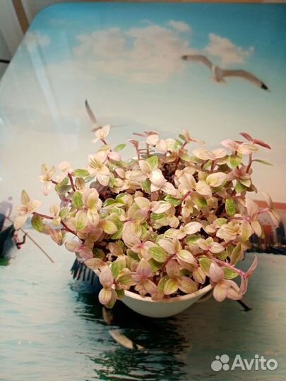 Каллизия пинк пантера