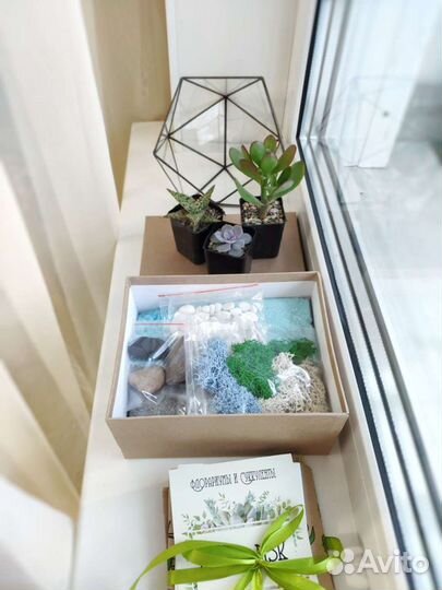 Набор для создания флорариума