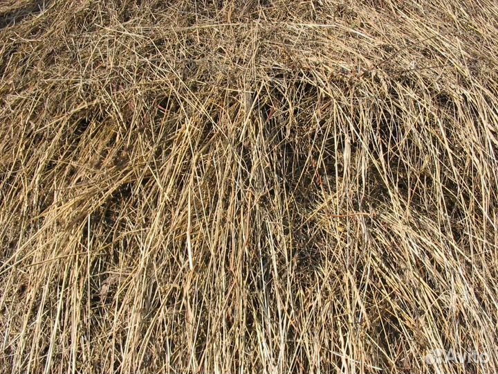 Продам сено.сено.Купить сено