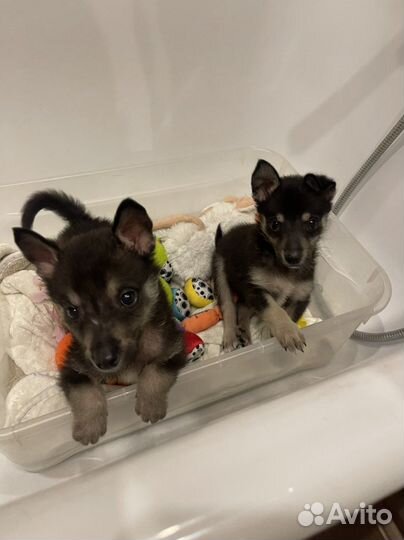 Отдам бесплатно щенки