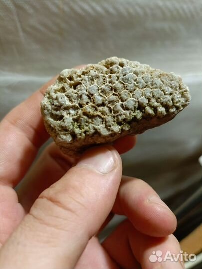 Коралл колониальный