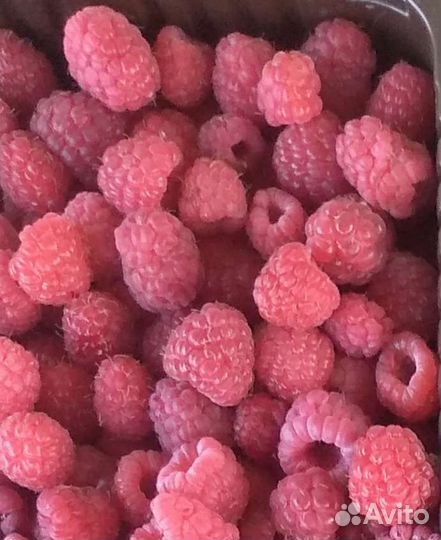 Малина ремонтантная саженцы