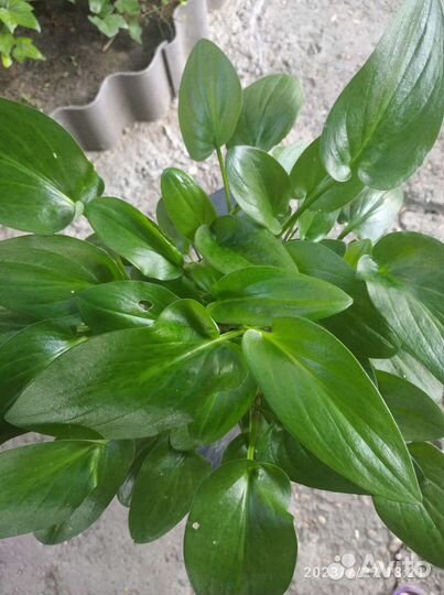 Дримиопсис Кирка