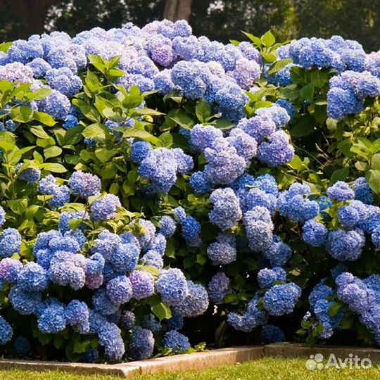 Гортензии Крупнолистные, различные, саженцы