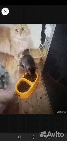 Шотландские вислоухие котята