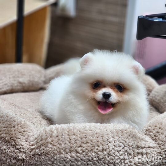 Белый померанский Шпиц