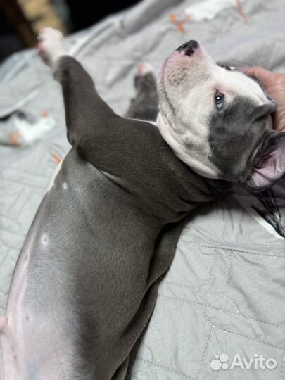 Голубые красавчики аст