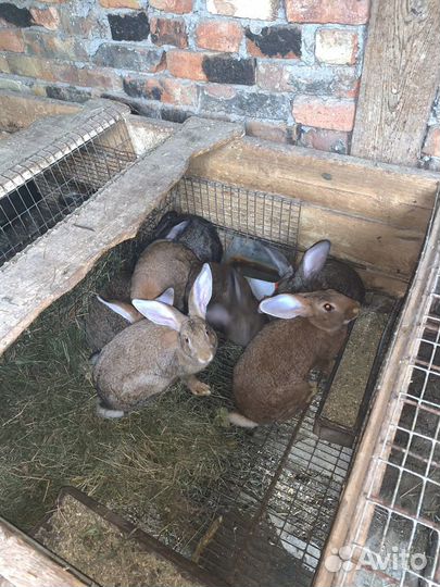 Кролики мясных пород