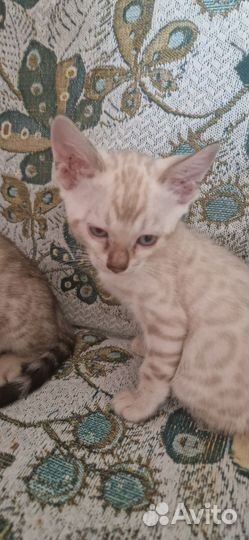 Снежные барсы