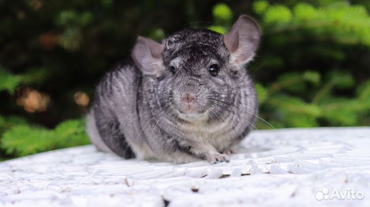 Шиншиллы