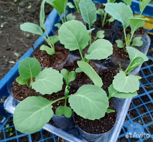 Рассада капусты