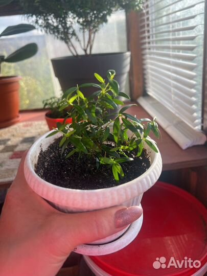 Мирт (Миртовое дерево)