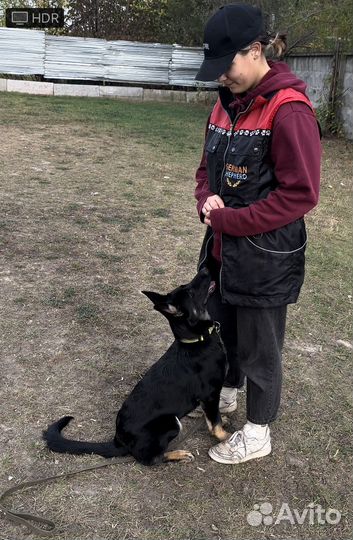 Услуги кинолога