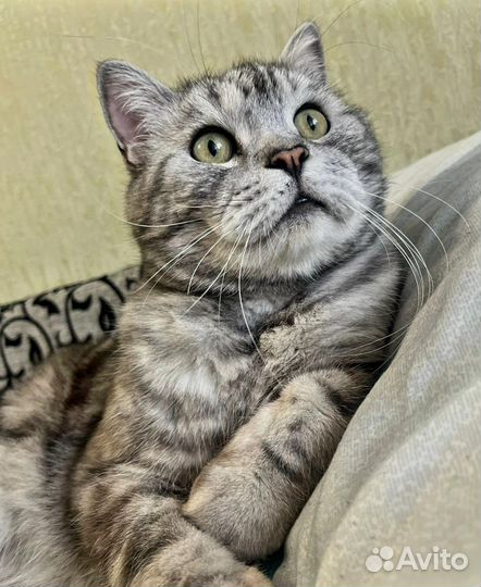 Британская