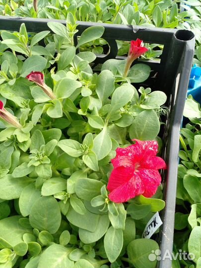 Рассада петуньи