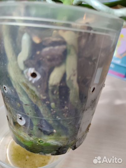 Орхидея фаленопсис