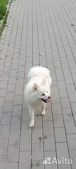 Немецкий шпиц вязка