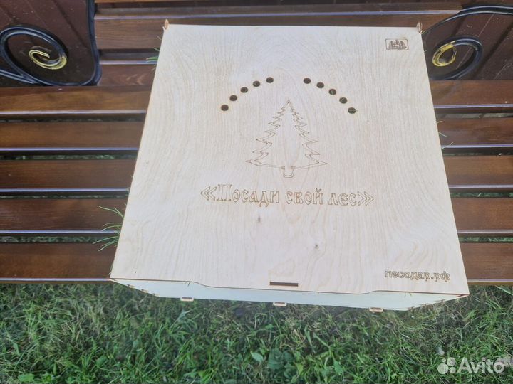 Саженцы ели европейской окс от производителя