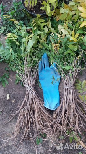 Глициния саженцы.блю мун