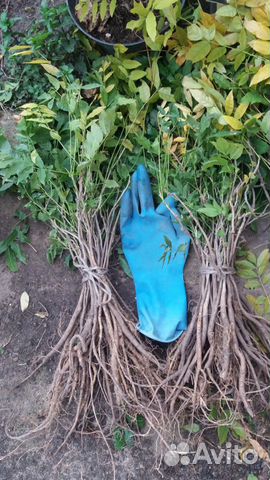 Глициния саженцы.блю мун