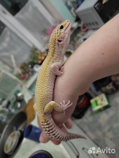 Самцы эублефаров