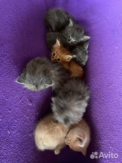 Котятки Хвост