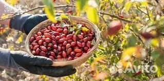 Сбор шиповника