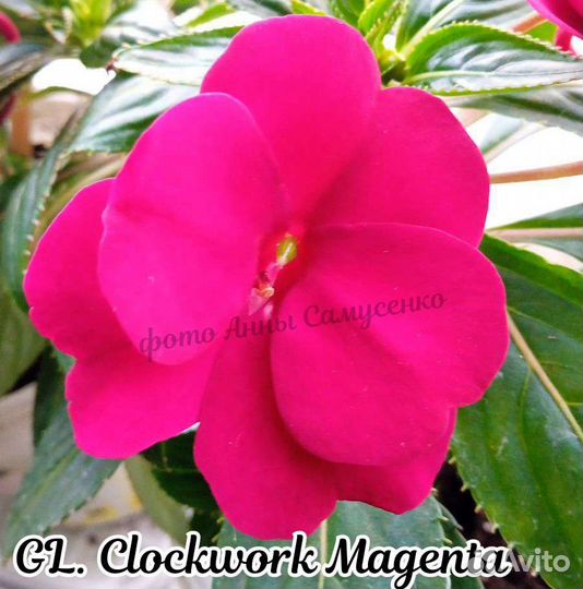 Бальзамин новогвинейский