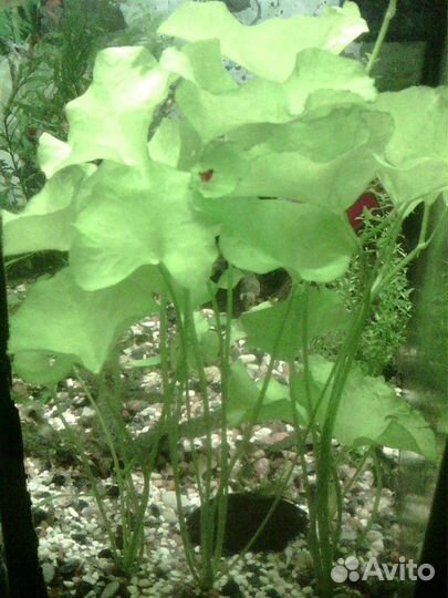 Аквариумные растения, прополка 16 видов