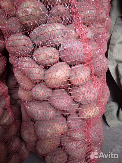 Картофель привезу 9.10.23г